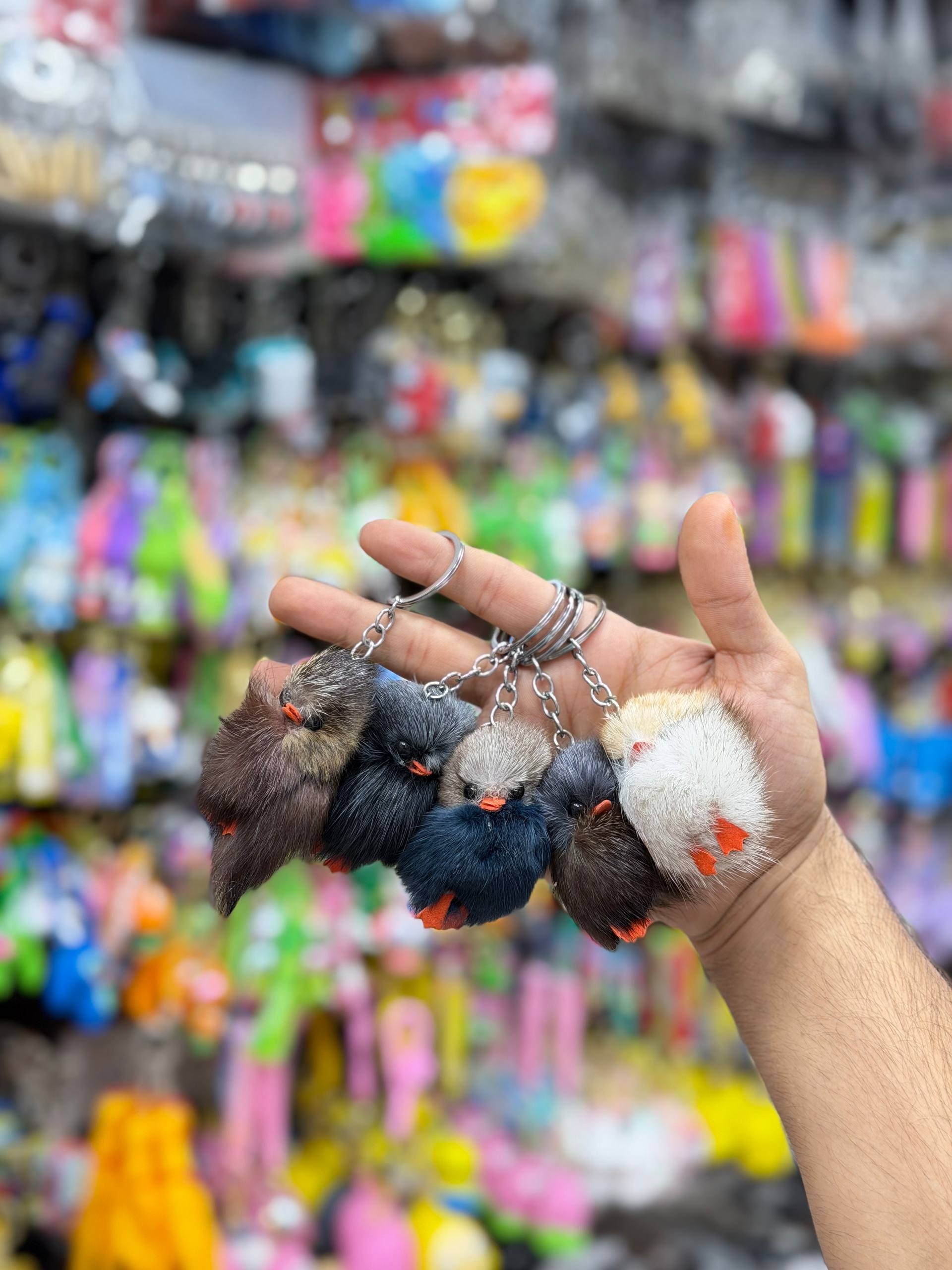 جاکلیدی جوجه محلی